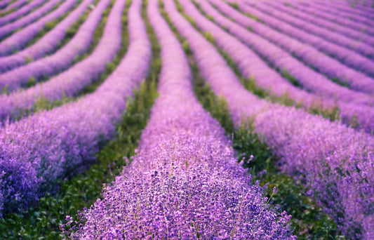 Il respiro viola della Provenza. E la lavanda che custodisci sul cuore.