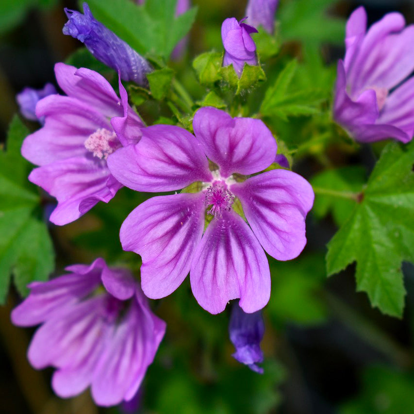 Bracciale Malva