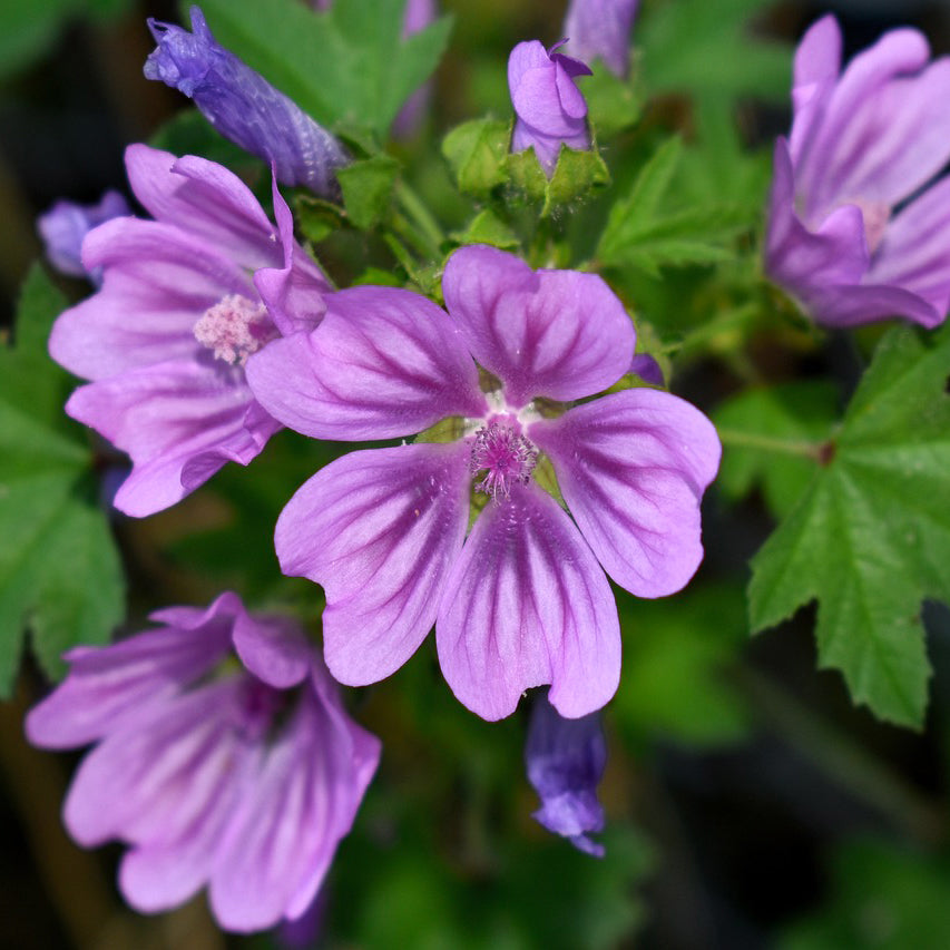 Collana Malva