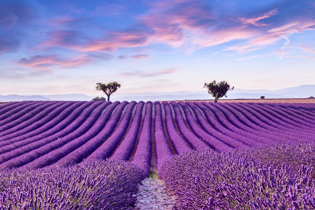 Lavanda: il fiore della Purezza e della Felicità