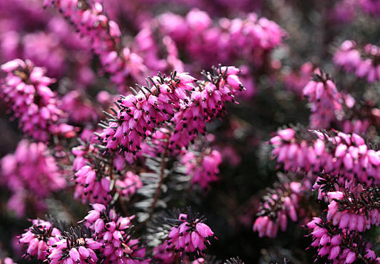 Erica, Il suo fiore è ritenuto un portafortuna.