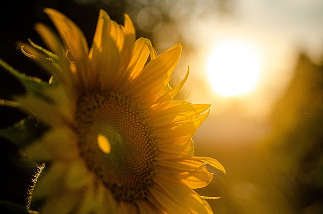 Girasole! Il fiore estivo per eccellenza.