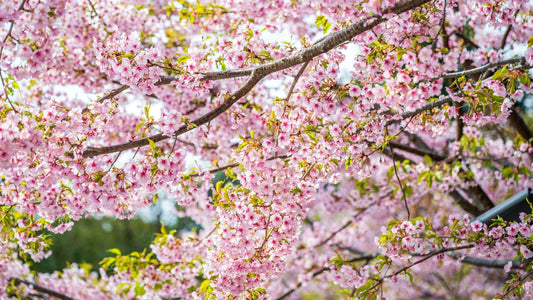 Hanami: significato, tradizione giapponese e bellezza dei ciliegi in fiore