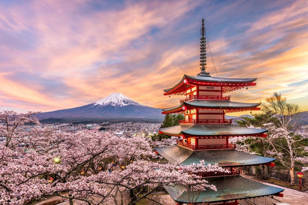 Hanami: la bellezza dei Fiori di Ciliegio in Giappone