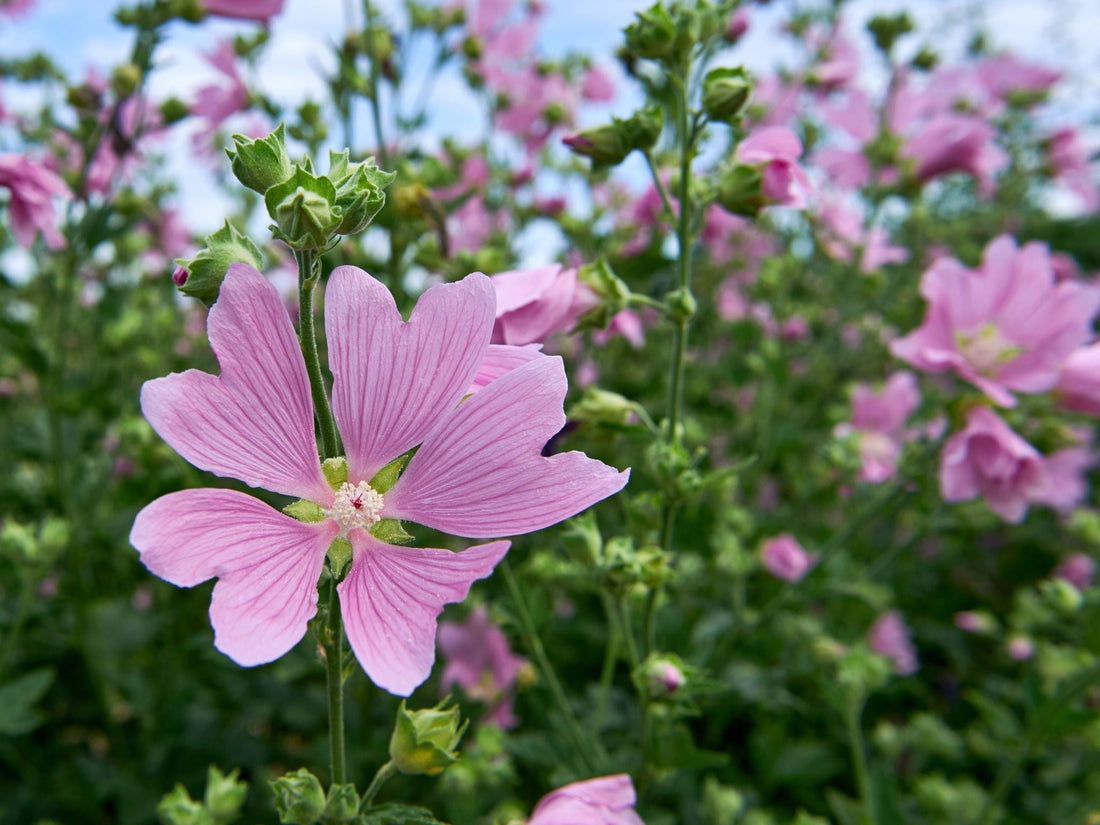 La Malva: Il Fiore Simbolo dell’Amore Materno