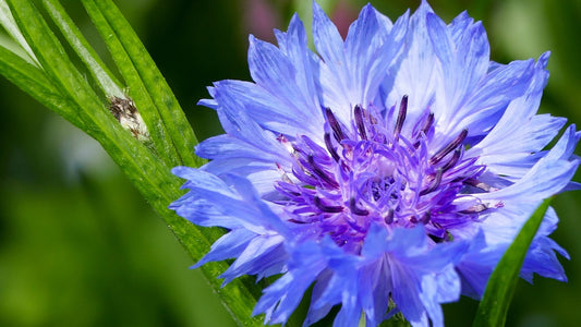 Fiordaliso, amicizia sincera.