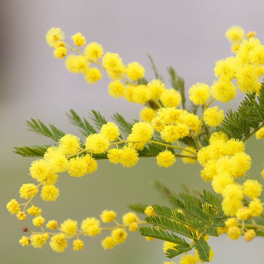 Bracciale Mimosa